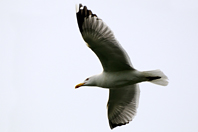 Larus argentatus